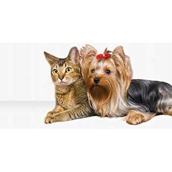 Pet Hair Dryer with Slicker Brush Q225801